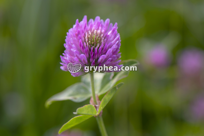 Trèfle rose (Trifolium pratense) - gryphea.com